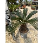 Cycas revoluta (50-60 cm magas)