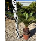 Cycas revoluta (50-60 cm magas)