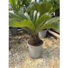 Cycas revoluta (50-60 cm magas)