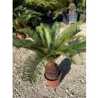 Cycas revoluta (50-60 cm magas)