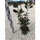 Korallberkenye Bokor "Red Robin"