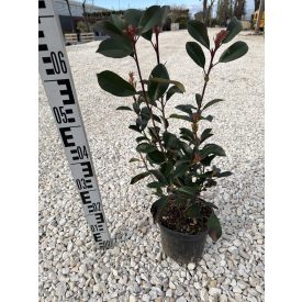 Korallberkenye Bokor "Red Robin"