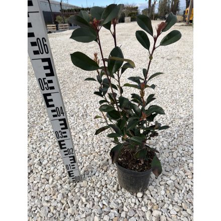 Korallberkenye Bokor "Red Robin"