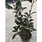 Korallberkenye Bokor "Red Robin"