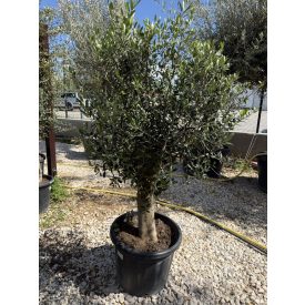 Olajfa "Arbequina" (130-150 cm)