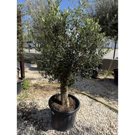 Olajfa "Arbequina" (130-150 cm)