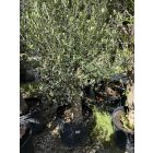 Olajfa "Arbequina" (130-150 cm)