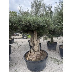 Olajfa Tortuga törzs  Olajfa Tortuga törzs