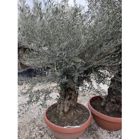 Olajfa Tortuga törzs 