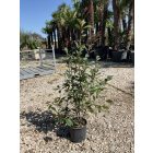 Korallberkenye ”Red Robin” (110-120 cm)