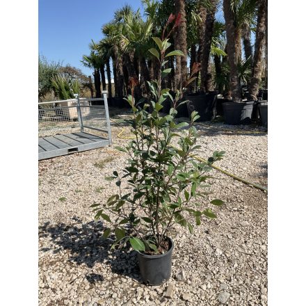 Korallberkenye ”Red Robin” (110-120 cm)