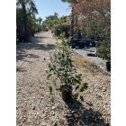 Korallberkenye ”Red Robin” (110-120 cm)