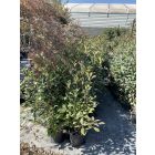 Korallberkenye ”Red Robin” (110-120 cm)