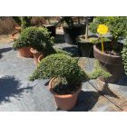 Delfin forma / Lonicera Nitida (60 cm)