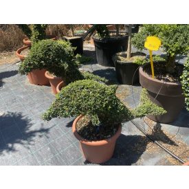 Delfin forma / Lonicera Nitida (60 cm)