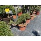 Delfin forma / Lonicera Nitida (60 cm)