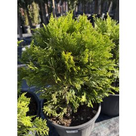 Leylandi Ciprus bokor arany (60 cm)