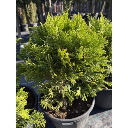Leylandi Ciprus bokor arany (60 cm)