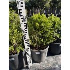 Leylandi Ciprus bokor arany (60 cm)