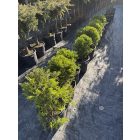 Leylandi Ciprus bokor arany (60 cm)