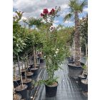 Kínai selyemmirtusz bokor “Red dynamite” (210-230 cm)