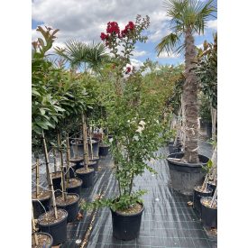 Kínai selyemmirtusz bokor “Red dynamite” (210-230 cm) Kínai selyemmirtusz bokor “Red dynamite” (210-230 cm)