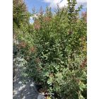 Kínai selyemmirtusz bokor “Red dynamite” (210-230 cm)