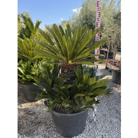 Cycas revoluta csoport (130-160 cm magas)