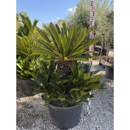 Cycas revoluta csoport (130-160 cm magas)