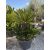 Cycas revoluta csoport (130-160 cm magas)