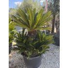 Cycas revoluta csoport (130-160 cm magas)