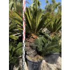 Cycas revoluta csoport (130-160 cm magas)