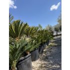Cycas revoluta csoport (130-160 cm magas)