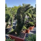 Álló delfin forma / Ligustrum Jonandrum (160 cm)