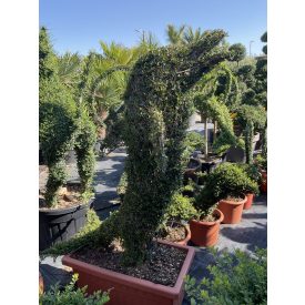 Álló delfin forma / Ligustrum Jonandrum (160 cm)