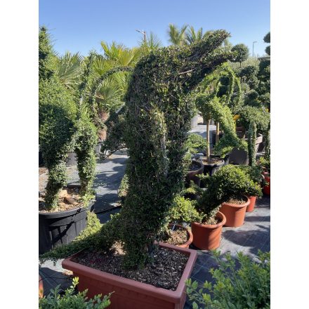 Álló delfin forma / Ligustrum Jonandrum (160 cm)