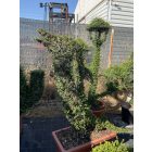 Álló delfin forma / Ligustrum Jonandrum (160 cm)