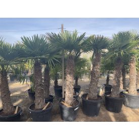 Kínai kenderpálma (190-210 cm magas) Kínai kenderpálma (190-210 cm magas)