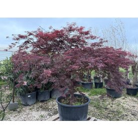 Japán juhar (csüngő nagy) Japán juhar (csüngő nagy)