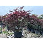 Japán juhar (csüngő nagy)