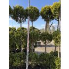 Leylandi Ciprus 3 Gömbös arany (180-200 cm)