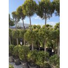 Leylandi Ciprus 3 Gömbös arany (180-200 cm)