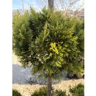 Leylandi Ciprus 3 Gömbös arany (180-200 cm)