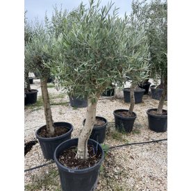 Olajfa (Arbequina) Olajfa (Arbequina)