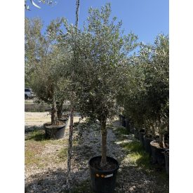 Olajfa (Arbequina)