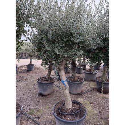 Olajfa (Arbequina)