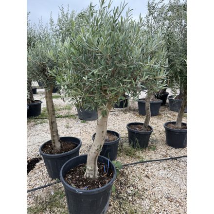 Olajfa (Arbequina)