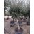 Olajfa (Arbequina)