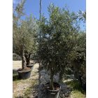 Olajfa (Arbequina)
