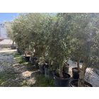 Olajfa (Arbequina)